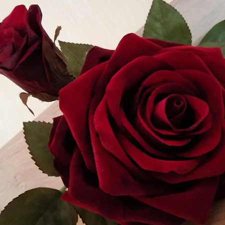 Apartment Moselblick